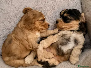 Cockapoo dogs F1 Cockapoo Puppies - Advert 8