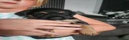 Border Terrier dogs for sale: Border terrier puppies  - Advert 7