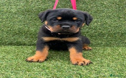 Rottweiler dogs for sale: 🏆Ready to go! By N.1 Stud in the UK METAL!!🏆 - Image 33