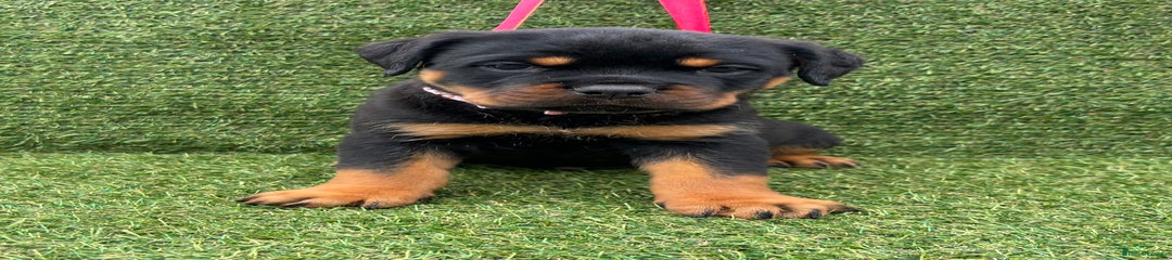 Rottweiler Puppy 7