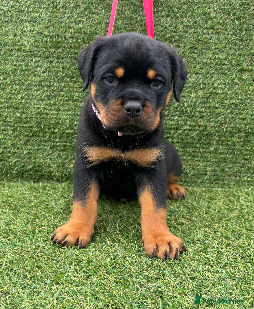 Rottweiler dogs for sale: 🏆Ready to go! By N.1 Stud in the UK METAL!!🏆 - Image 33