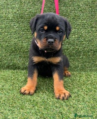 Rottweiler Puppy 7