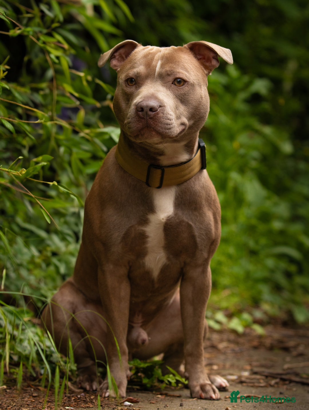 Staffordshire Bull Terrier dogs for stud: Amazing Staffordshire Bull Terrier for Stud   - Advert 2
