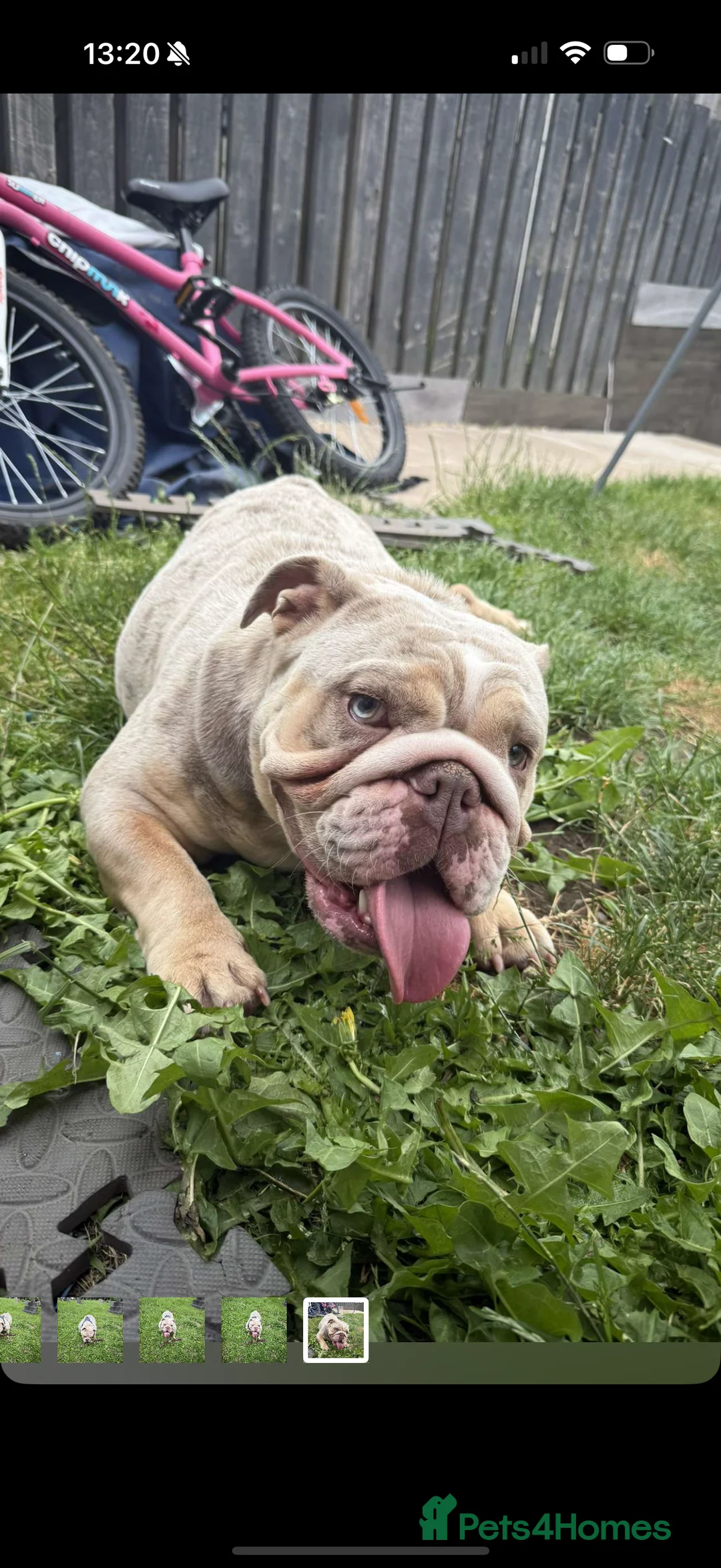 English Bulldog dogs for sale: English Bulldog (Merle) KC Registered - Advert 1