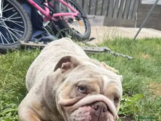 English Bulldog dogs English Bulldog (Merle) KC Registered - Advert 3