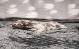 French Bulldog dogs for sale: French Bulldogs - Image 5