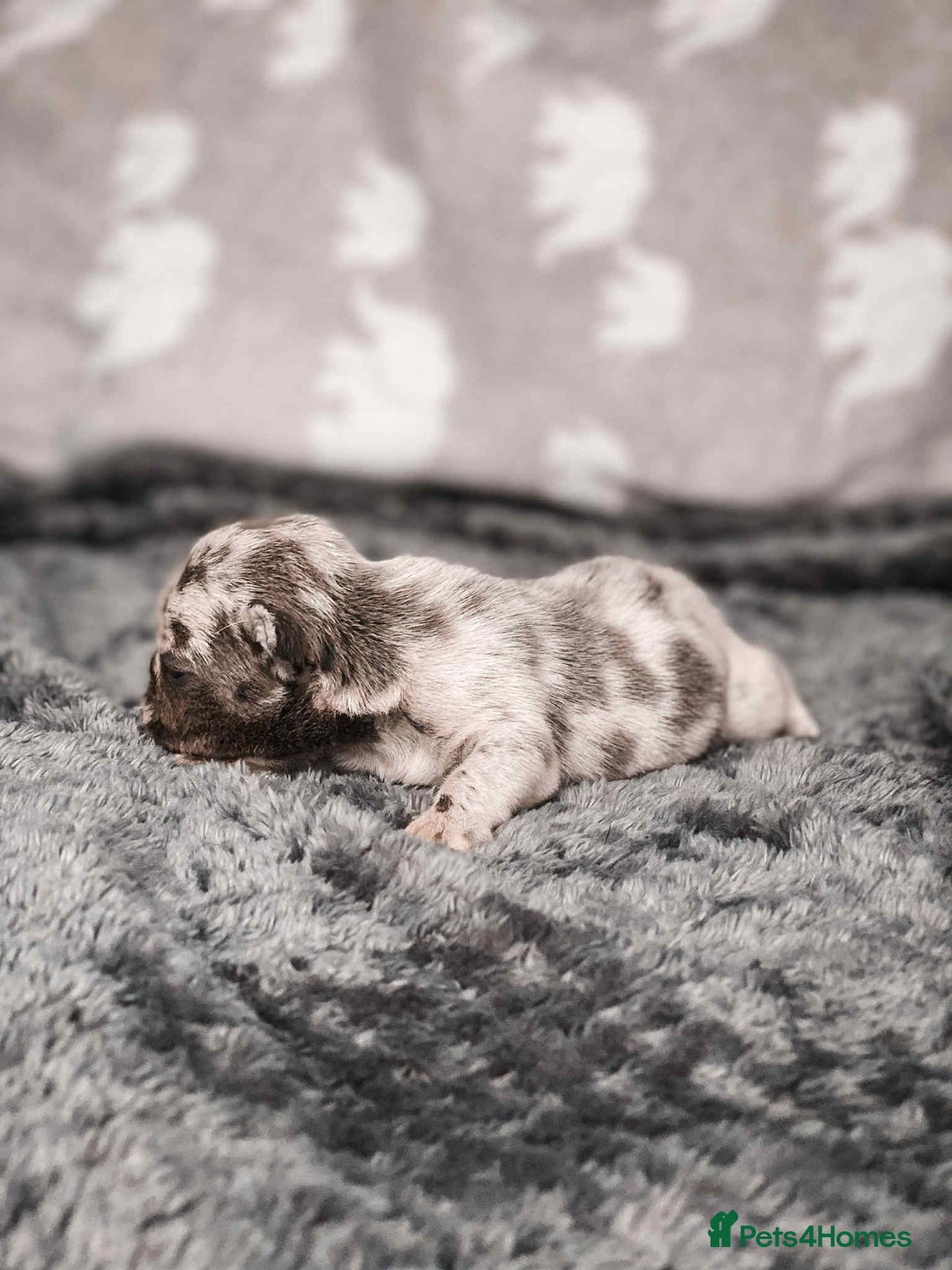 French Bulldog dogs for sale: French Bulldogs - Image 5