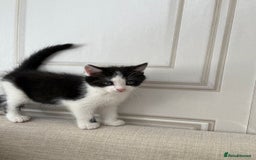 Mixed Breed cats for sale: Beautiful kittens for sale  - Image 16