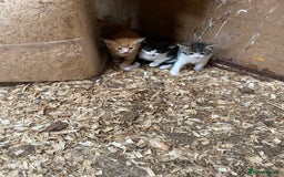 Mixed Breed cats for sale: Adorable Kittens  - Image 4