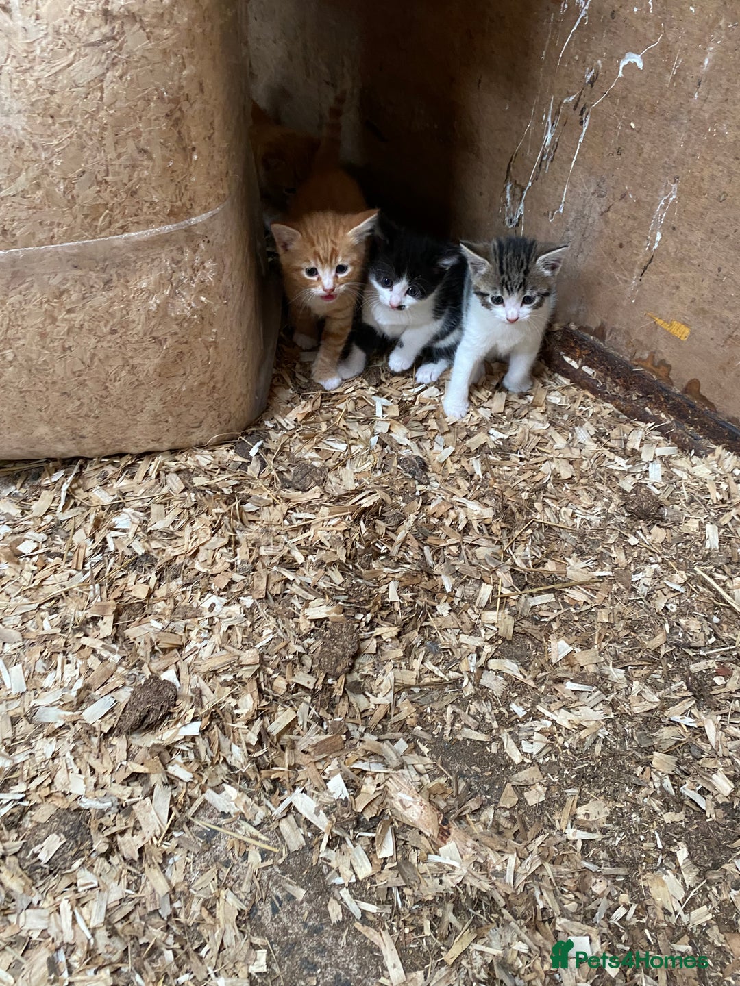 Mixed Breed cats for sale: Adorable Kittens  - Image 4