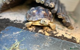 Tortoise reptiles for sale: Sulica tortoise  - Image 2