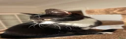 Mixed Breed cats for sale: Kittens for sale ,mixed breed, wonderful behaviour - Advert 36
