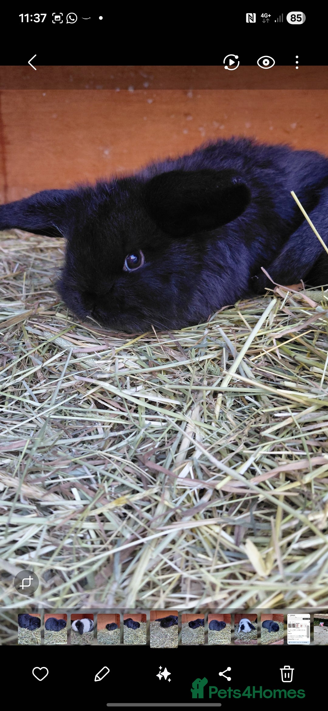 Mini Lop rabbits for sale: Mini lop rabbits - Advert 3