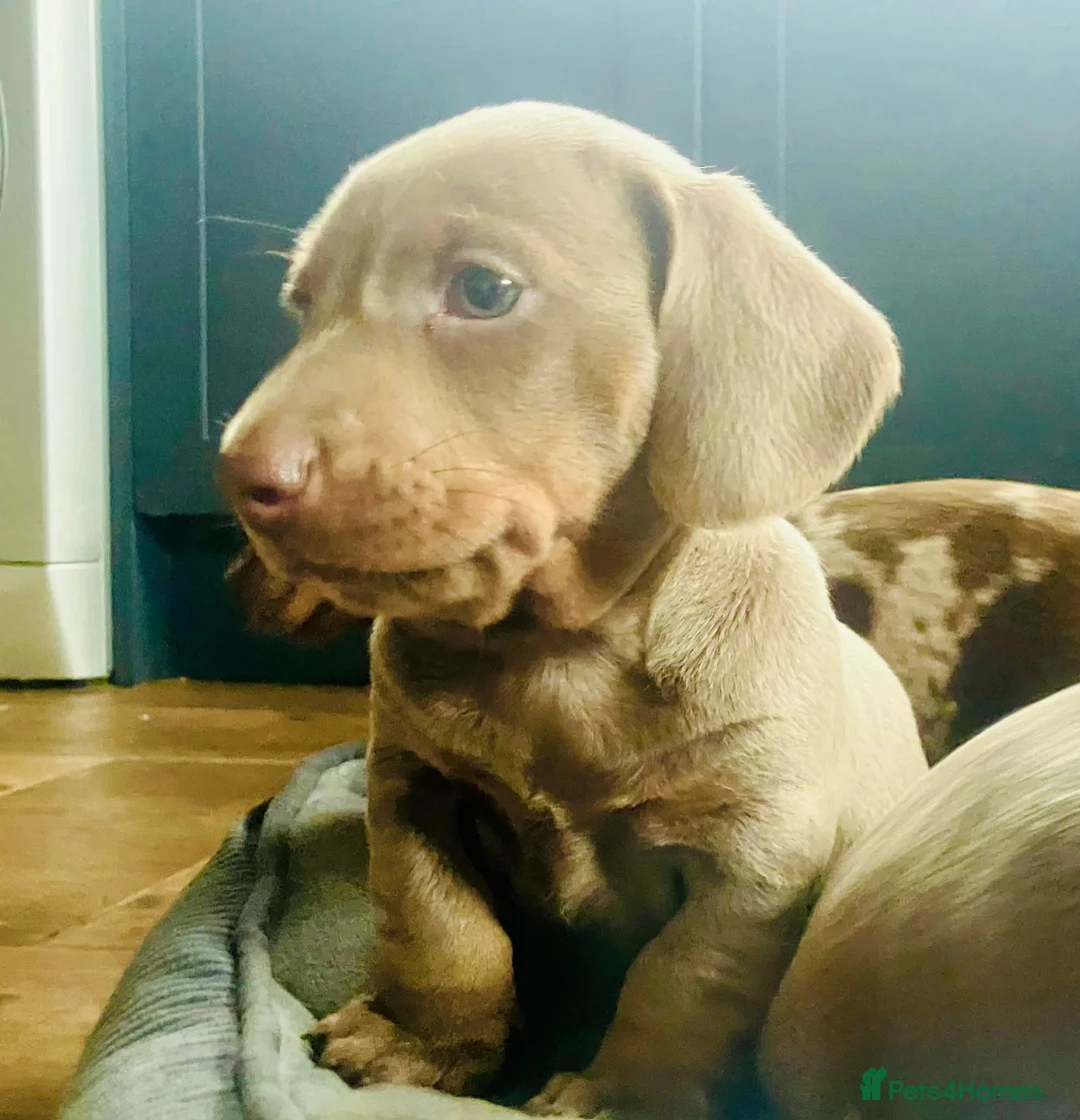 Miniature Dachshund dogs for sale: PRA Cord 1, DM, OI Clear Miniature Dachshund Pups - Advert 3