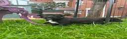 Mixed Breed dogs for sale: Rhodesian Ridgeback X Canaan Dog Puppies  - Advert 20