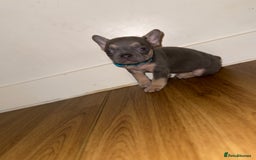 French Bulldog dogs for sale: BLUE & CREAM/TAN Isabella/pink carrying. - Image 38