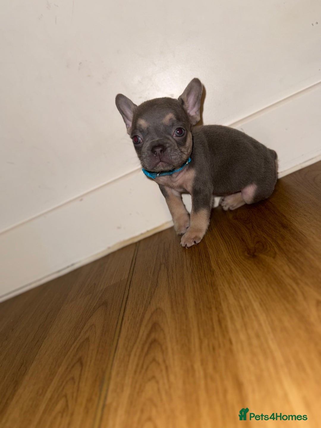 French Bulldog dogs for sale: BLUE & CREAM/TAN Isabella/pink carrying. - Image 38