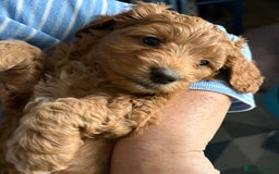 Cockapoo dogs for sale: 🐾Beautiful PRA CLEAR F2 Cockapoo puppies 🐾  - Image 16