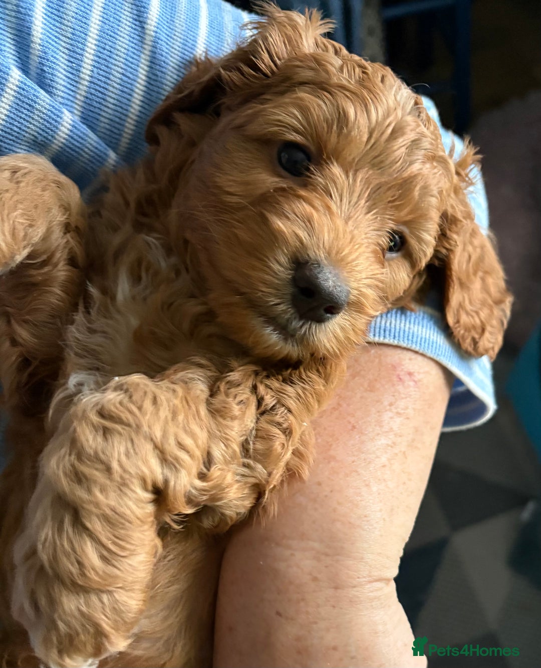 Cockapoo dogs for sale: 🐾Beautiful PRA CLEAR F2 Cockapoo puppies 🐾  - Image 16