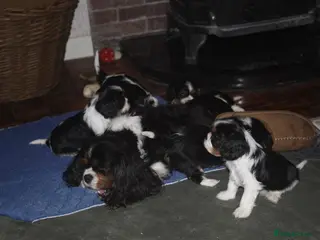 Cavalier King Charles Spaniel dogs Beautiful purebred Cavalier King charles spaniels - Advert 1