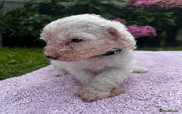 Cockapoo dogs for sale: Cockapoo puppies  - Image 4