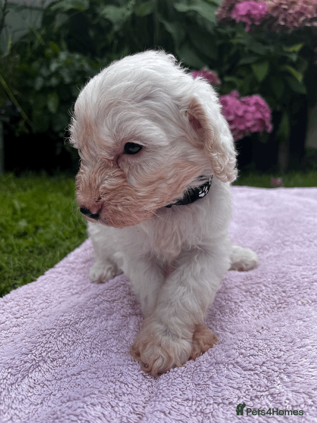 Cockapoo dogs for sale: Cockapoo puppies  - Image 4