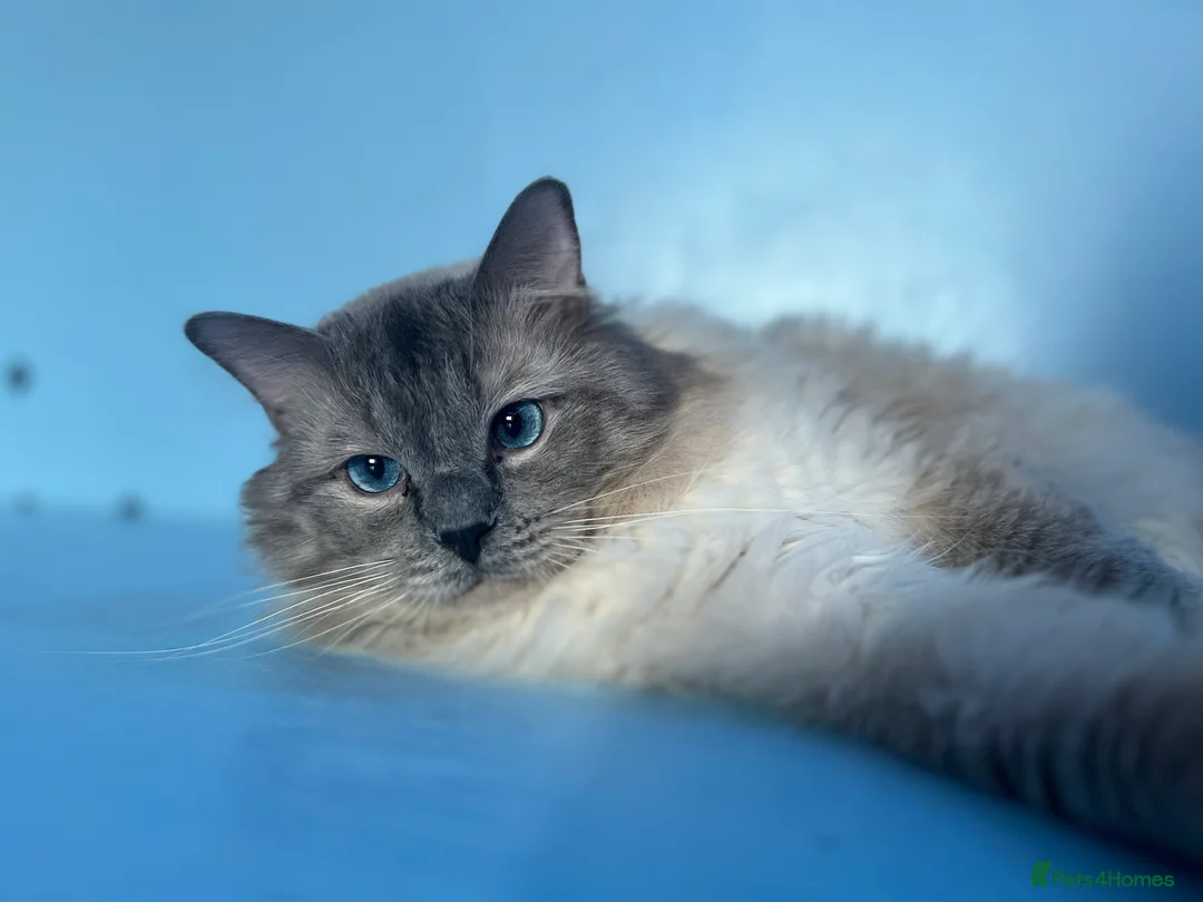 Ragdoll cats for stud: GCCF registered Ragdoll stud in Stoke-on-Trent - Advert 3