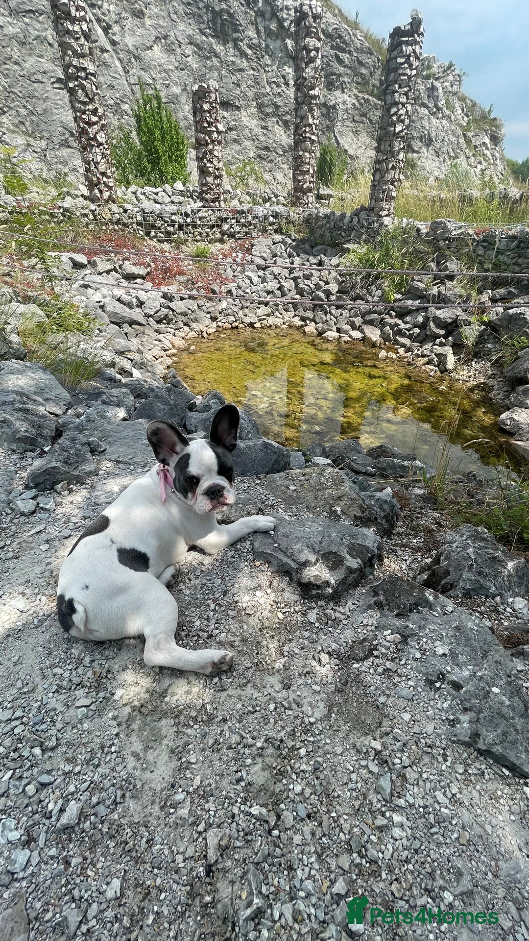 French Bulldog dogs for sale: French Bulldog  - Image 10