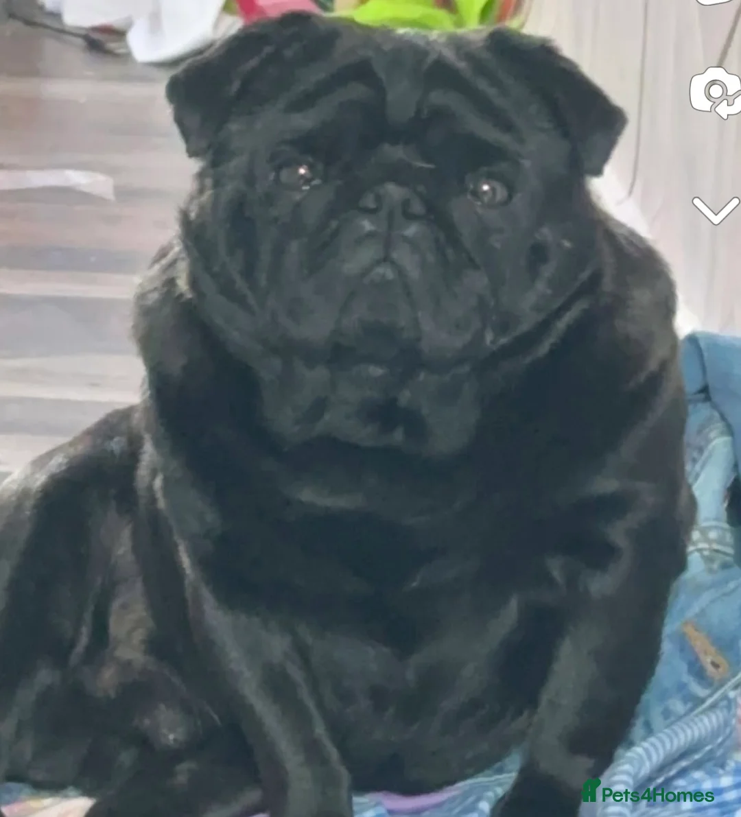 Pug dogs for stud: Pug for stud PDE clear (proven) in Saint Helens - Advert 4