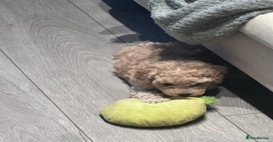 Toy Poodle dogs - Advert 8