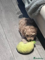 Toy Poodle dogs - Advert 1