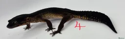 Leopard Gecko reptiles for sale: 2024 female black night leopard geckos - Advert 6