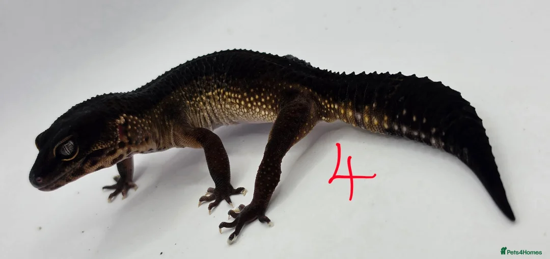 Leopard Gecko reptiles for sale: 2024 female black night leopard geckos - Advert 6