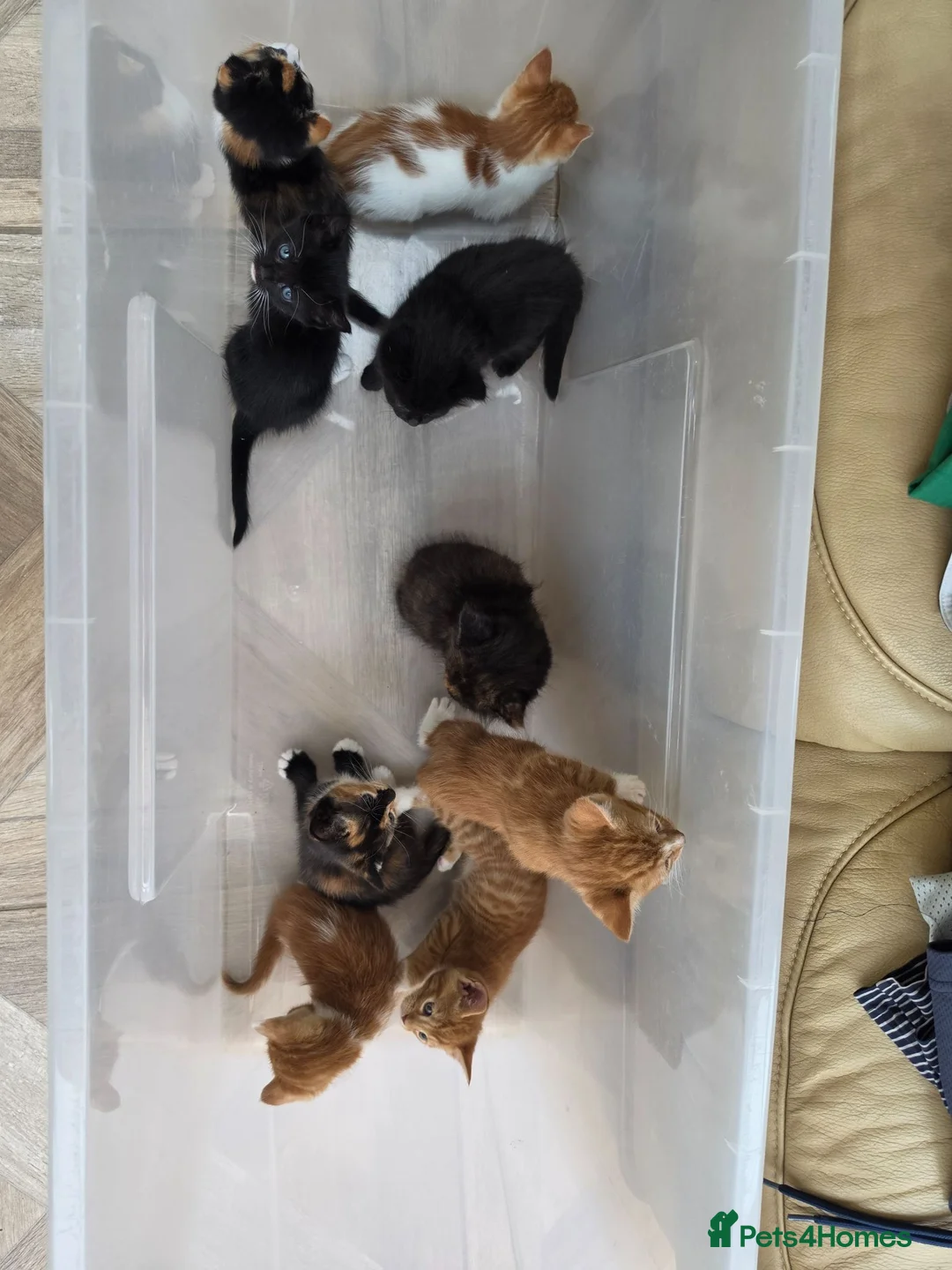 Mixed Breed cats for sale: 9 Gorgeous Kittens – 2 Litters, Ready 29 June in Milton Keynes - Advert 13