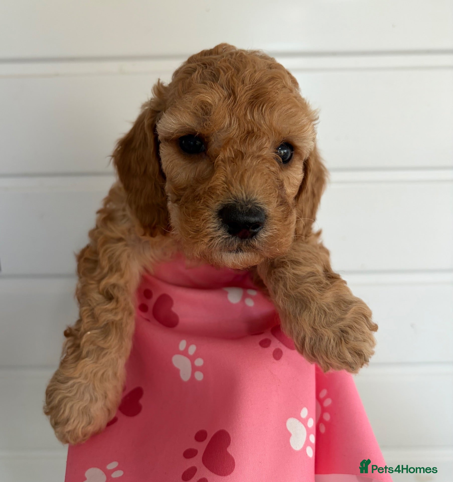 Cockapoo dogs girl very curly F1b  cockapoo fully health tested  - Advert 4