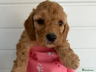 Cockapoo dogs girl very curly F1b cockapoo fully health tested - Advert 4