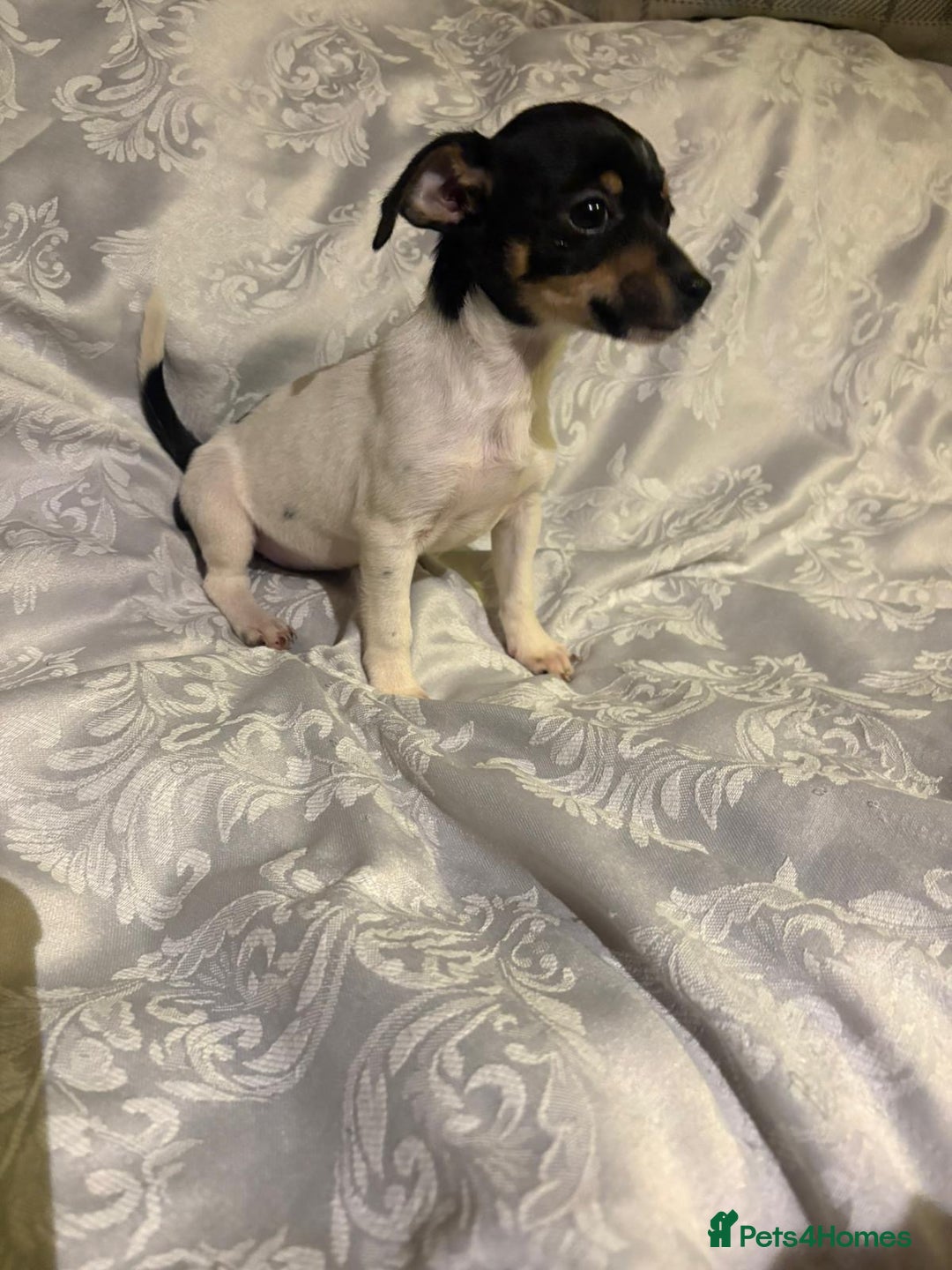 Jack Russell dogs for sale: Girl jack Russell puppy  - Image 4