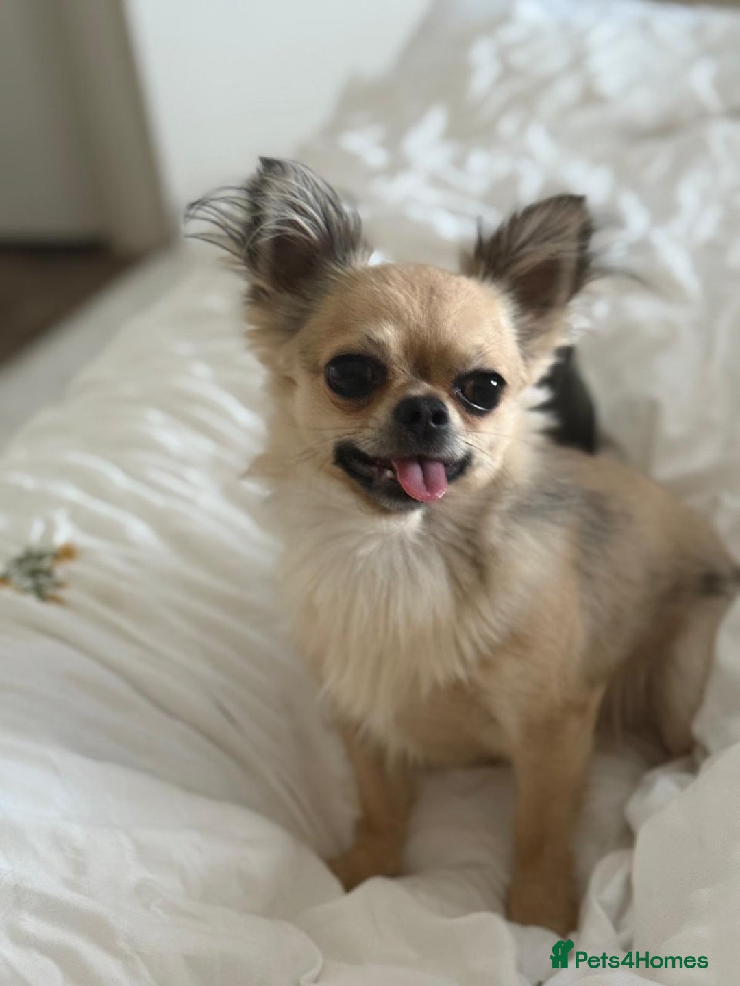 Chihuahua dogs for stud: Miloo - Advert 1