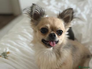 Chihuahua dogs Miloo - Advert 7