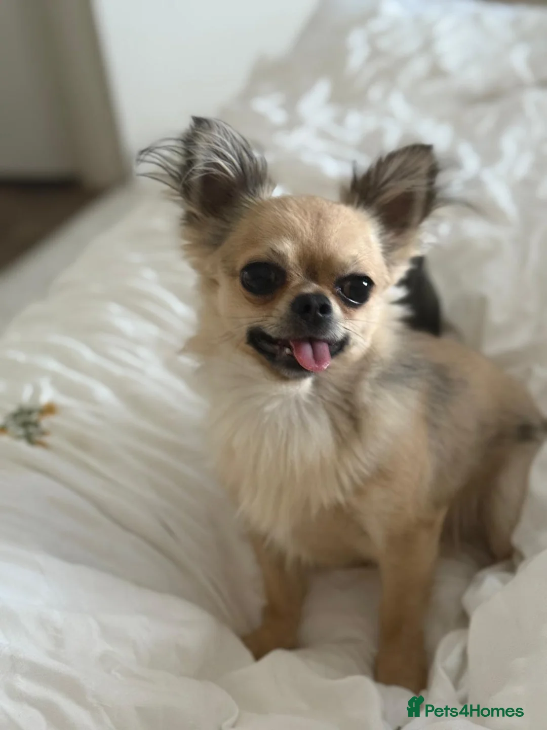 Chihuahua dogs for stud: Miloo - Advert 1