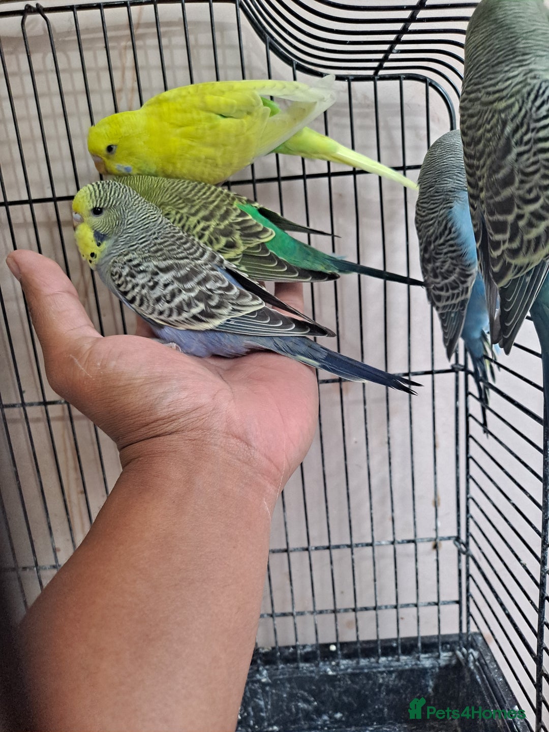 Budgerigars birds for sale: Silly hand tamed baby budgies for sale  - Advert 3
