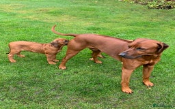 Rhodesian Ridgeback dogs for stud: (Our Duke) in Leominster - Image 15