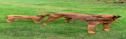 Rhodesian Ridgeback dogs for stud: (Our Duke) in Leominster - Advert 15