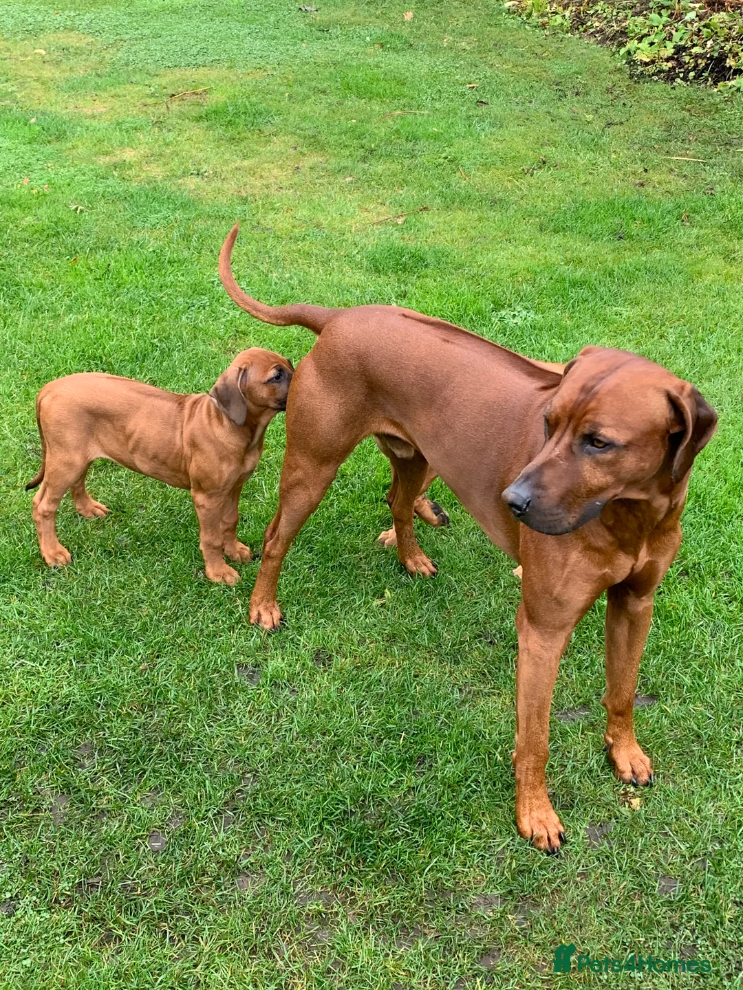 Rhodesian Ridgeback dogs for stud: (Our Duke) in Leominster - Advert 15