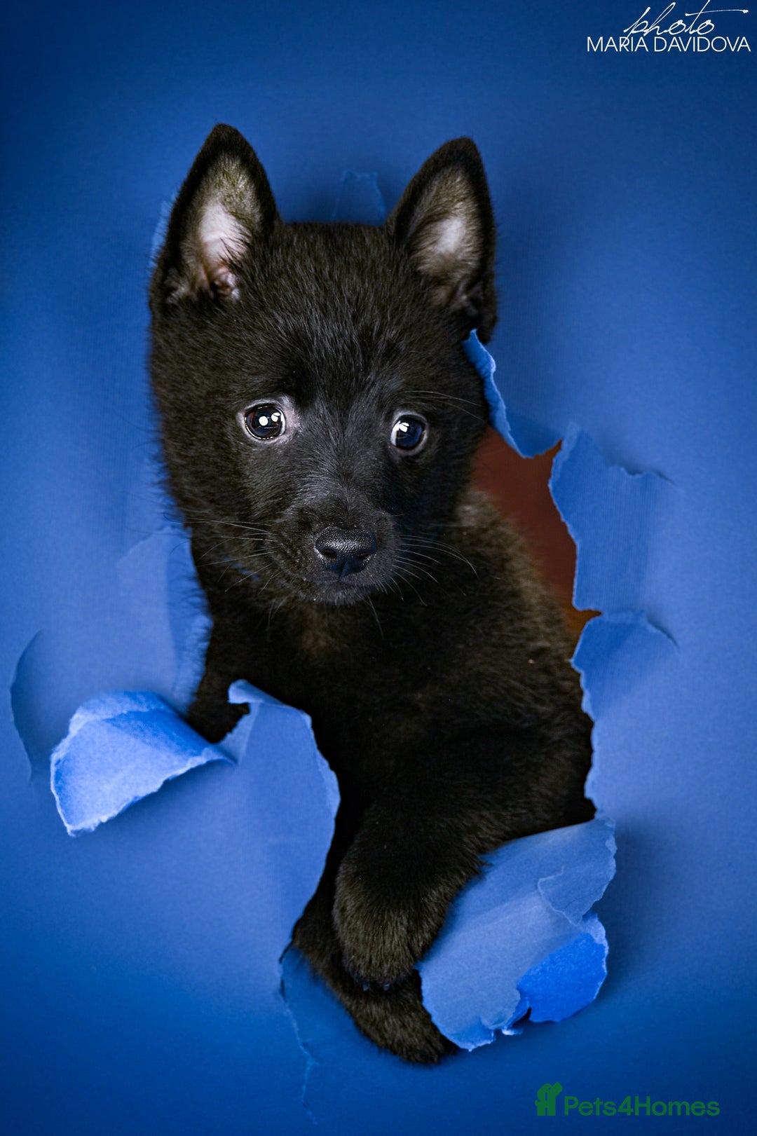 Schipperke dogs for sale: puppy schipperke - Image 10