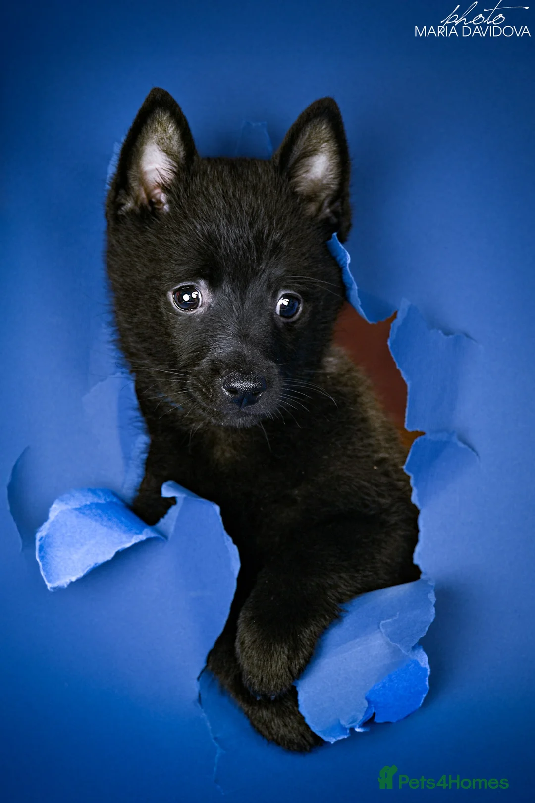 Schipperke dogs for sale: puppy schipperke - Advert 10