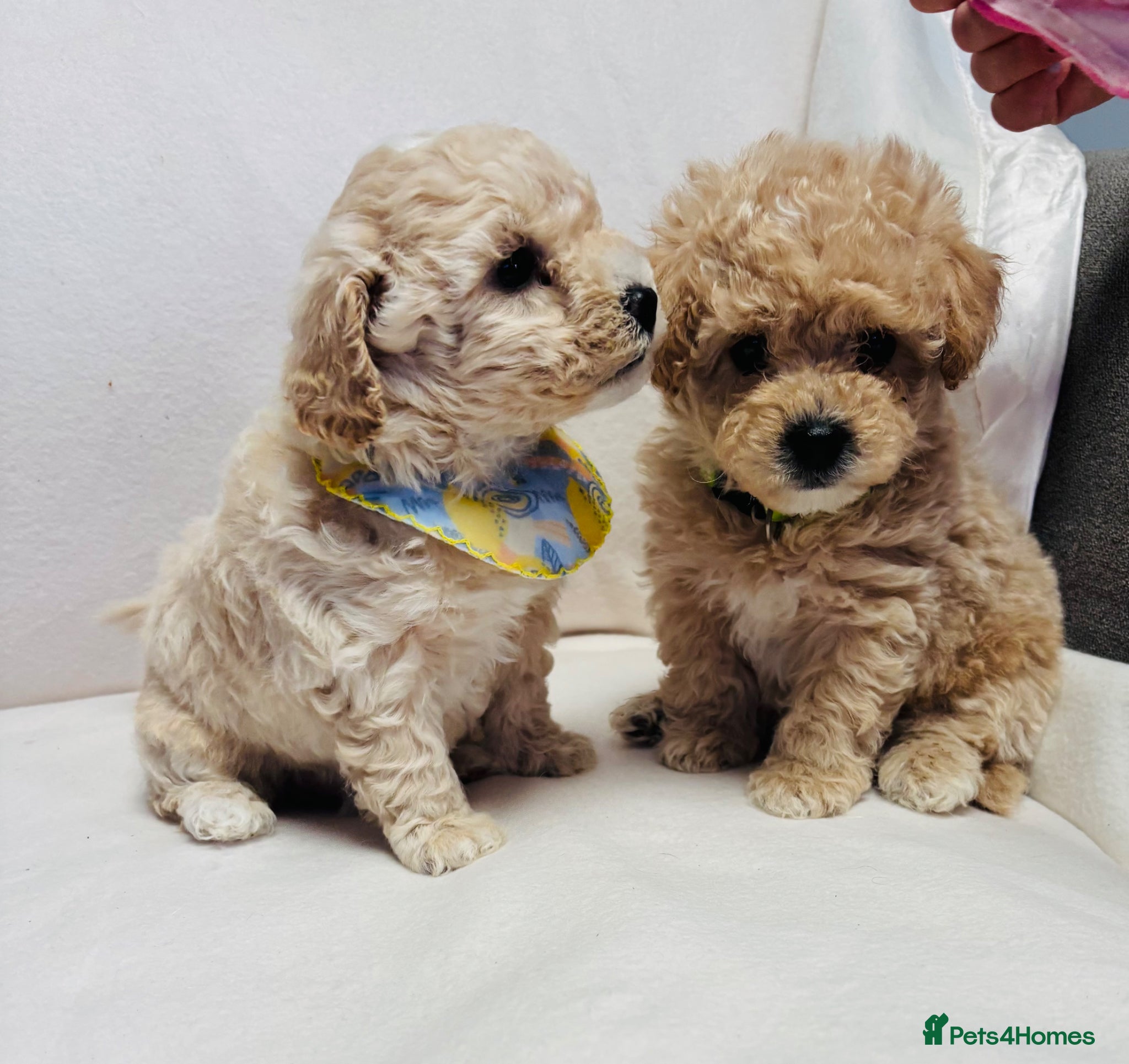 Maltipoo dogs F1 maltipoo  (Two gorgeous BOYS remaining)  - Advert 2