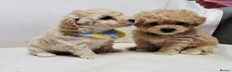 Maltipoo dogs for sale: F1 maltipoo  (Two gorgeous BOYS remaining)  - Advert 2