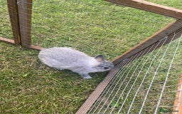 Netherland Dwarf rabbits for sale: Gorgeous baby Netherland Dwarf kits in Manchester - Image 3