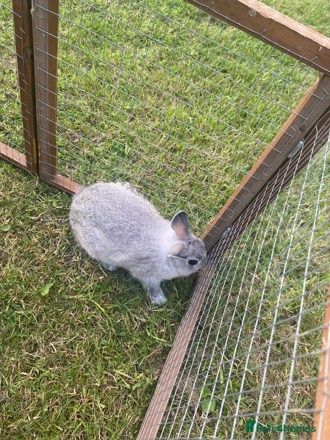 Netherland Dwarf rabbits for sale: Gorgeous baby Netherland Dwarf kits in Manchester - Image 3